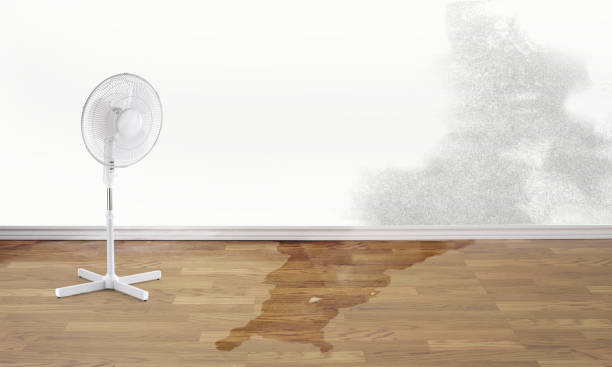 Best Water damage cleanup near me  in Ashville, AL